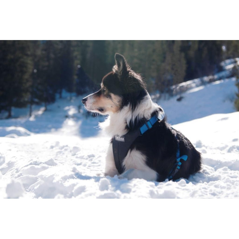NEEWA - DOG HARNASS / Hundegeschirr
