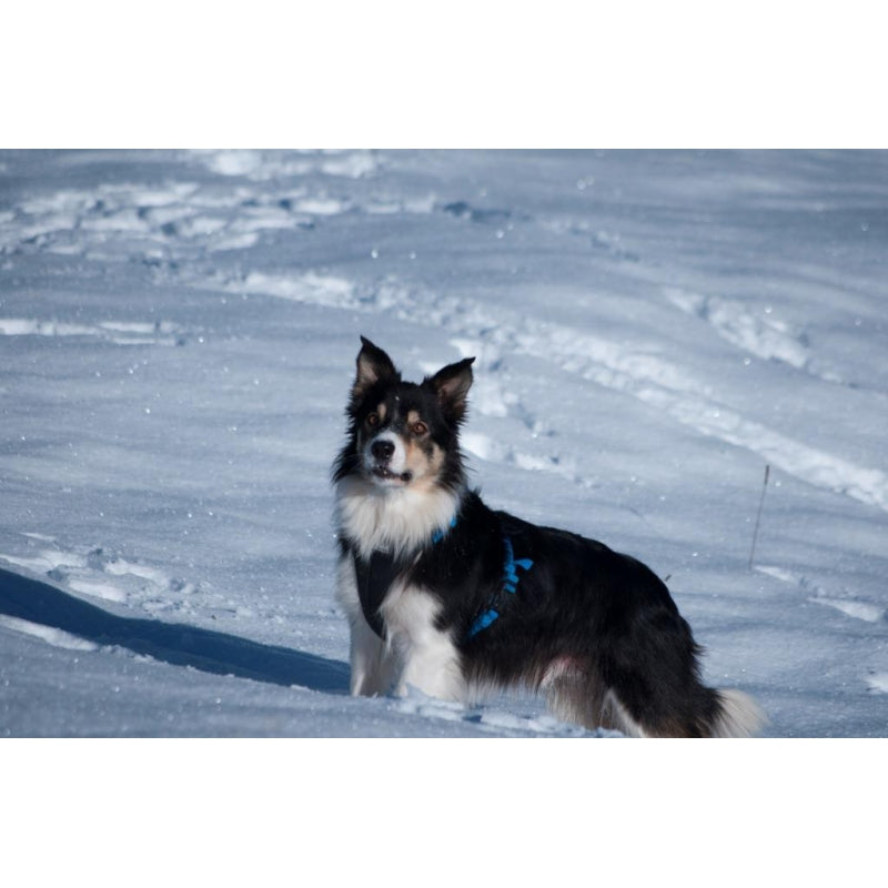 NEEWA - DOG HARNASS / Hundegeschirr
